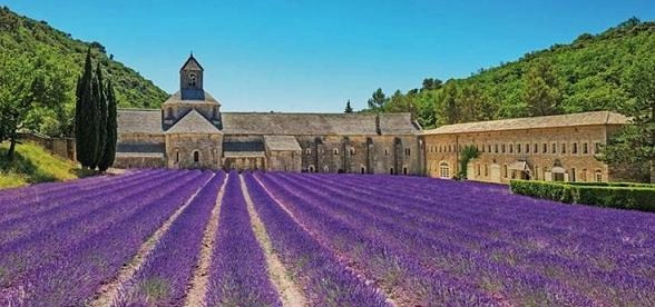 La lavanda in Provenza