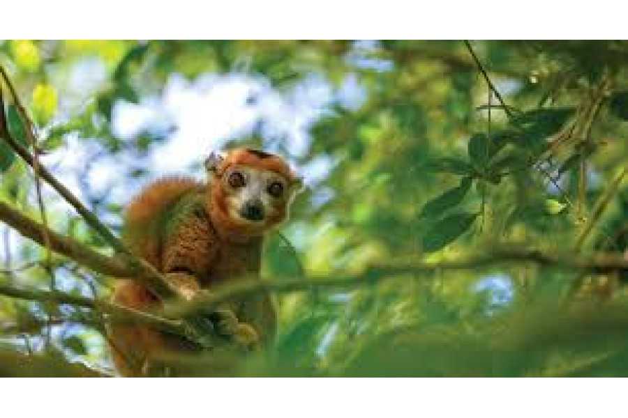 tour-guidato-nord-madagascar